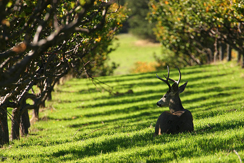 <b>4th Place</b><br><i>Antlers<br>by Garrett Lau</i>