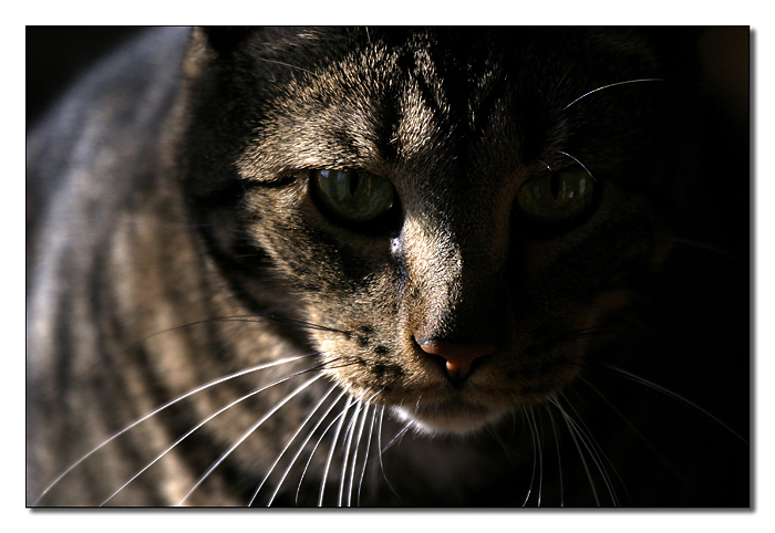 <B>Shadowed Meika</B><BR>*<FONT size=2>by Roberta</FONT>