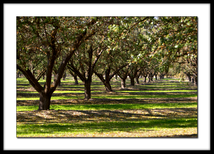<b>Nuts*</b><p> By AA Michael</p>