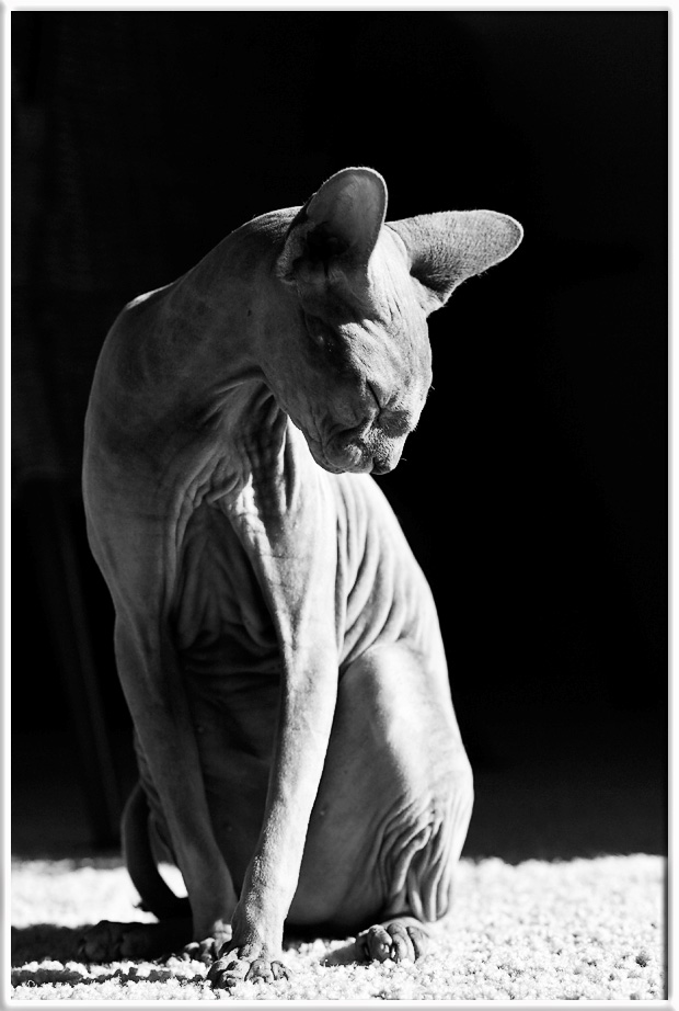<b>6th Place (Tie)</b><br><i>Sphinx<br>by Steve Huff</i>