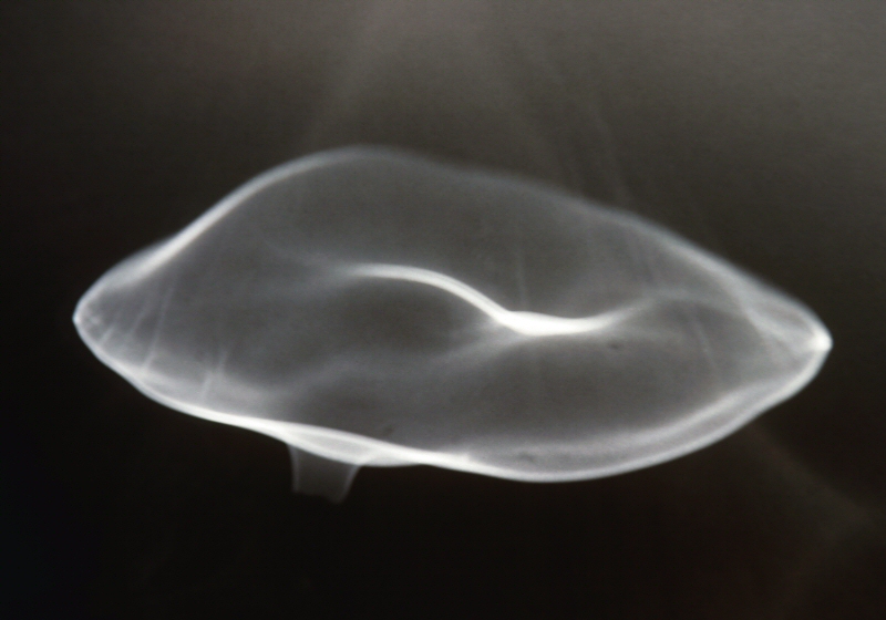 <B>Transparent Mushroom</B><BR><FONT size=2>*by Mark Hensley</FONT>
