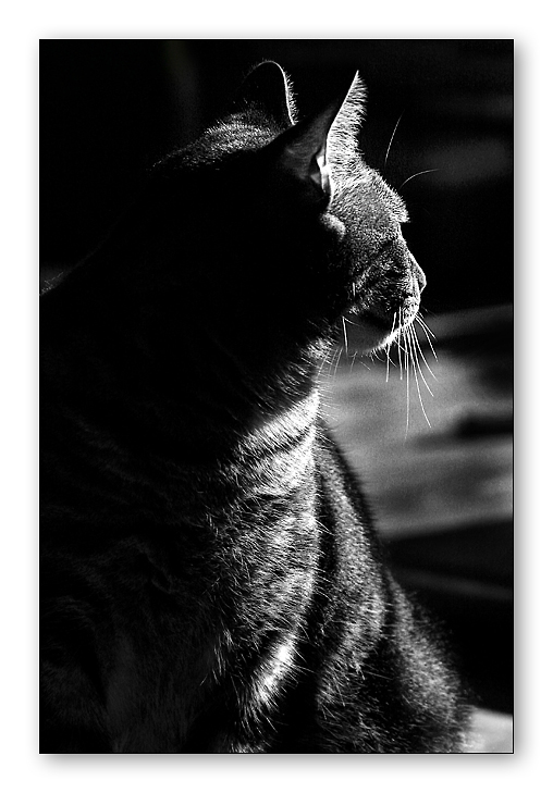 <b>10th Place</b><br><i>Profile<br>by Roberta</i>