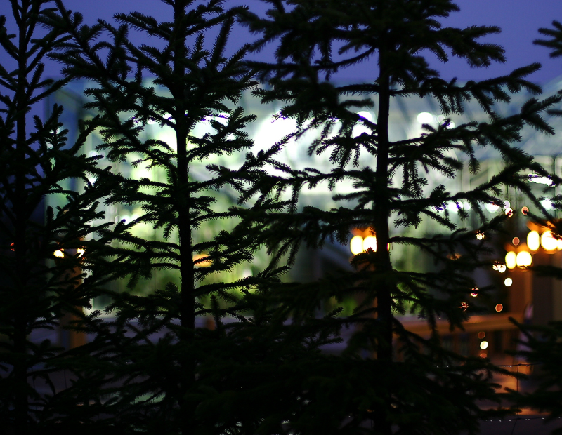 Shadows of Christmas to come* by annayu2