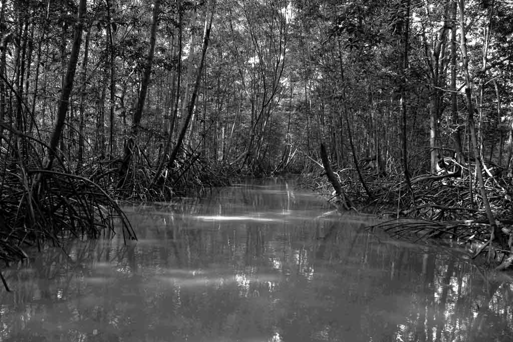 <b>Mangrove</b>*<br><font size=-1>by Douglas Morgan</font>