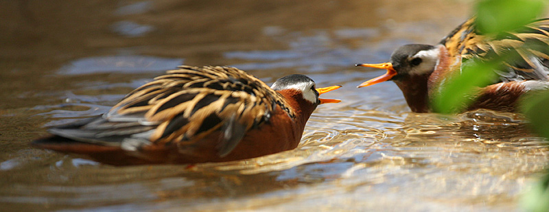 <B>Bickering*</B><BR>by Garrett Lau