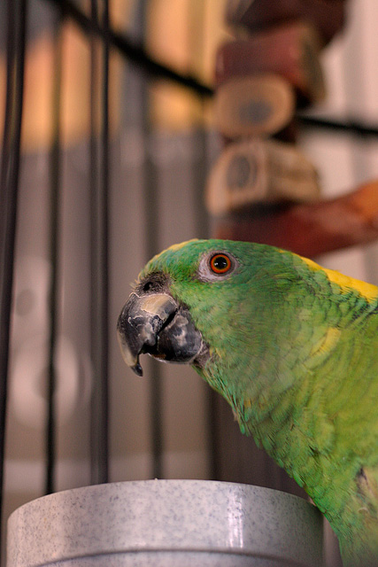 Whatre You Looking At? *