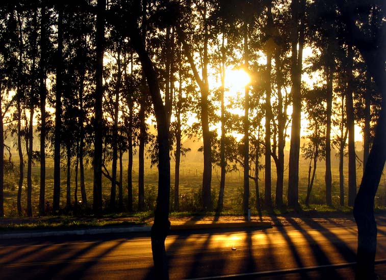 Behind the trees  *