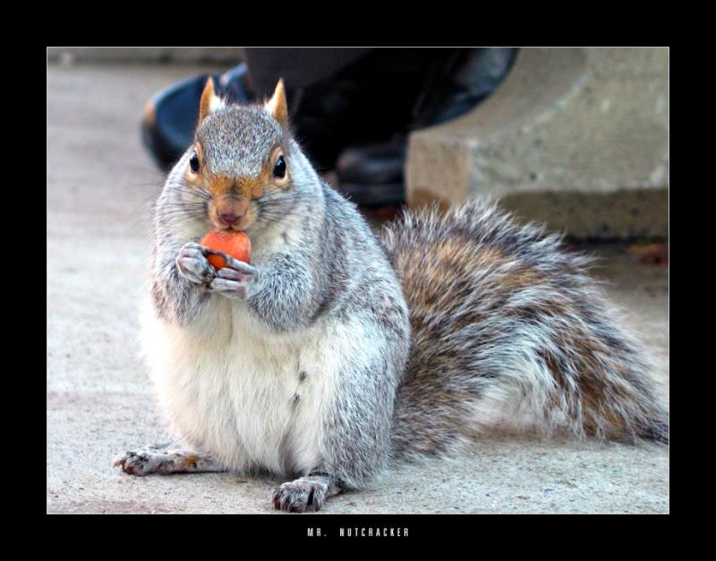 Squirrel(*)