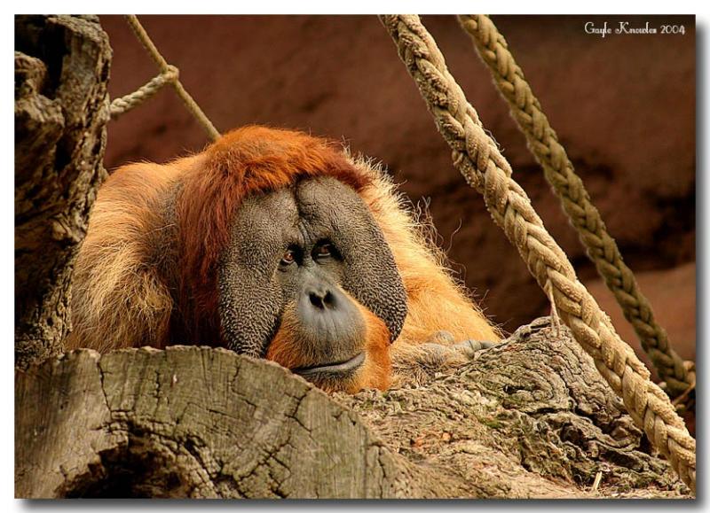 Melancholy (*)