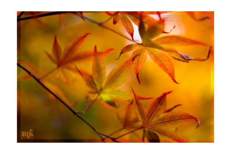 Maple Three
