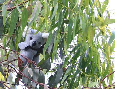 Kiwi the Koala *