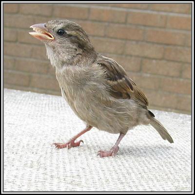 Sparrow