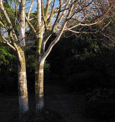 Silver Birch