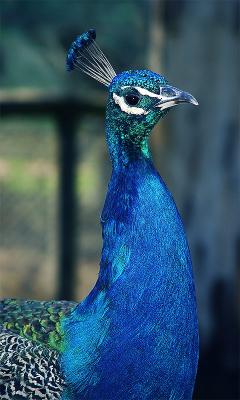 <b>The Peacock</b><br><font size = 2>thubleau