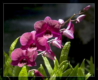 Orchids *