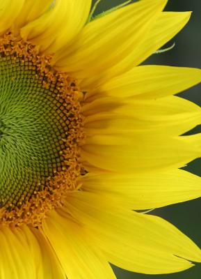 Sunflower (*)