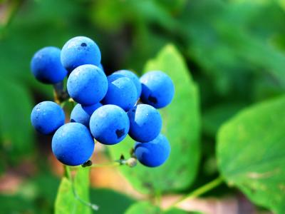 Blue Berries  *