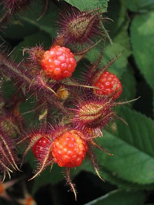 Wild Raspberries *