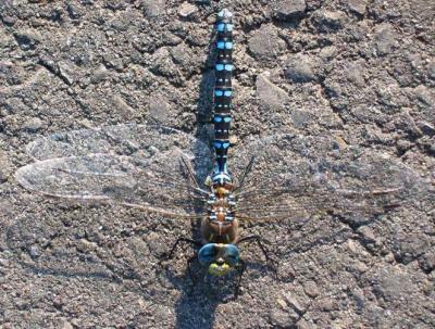 Dragonfly on Asphalt*
