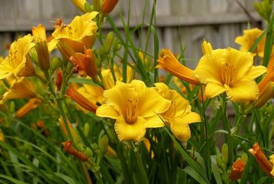 Day Lillies In Bloom on Father's Day