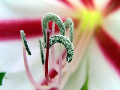 Candy Striped Lilly