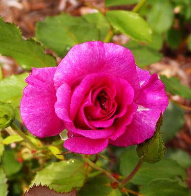 Purple Rose  *