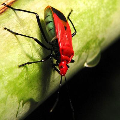 Red Bug*