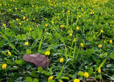 Ground Cover *