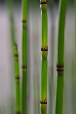 Bamboo (*)