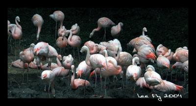 flamingos (*)