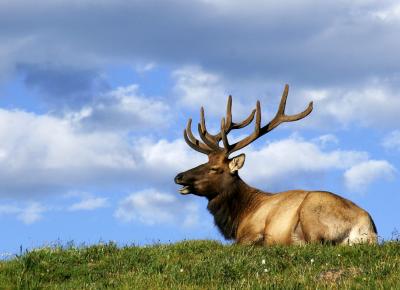Resting on the Ridge (*)