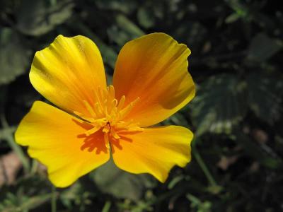 Wildflower *