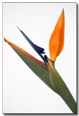 Bird of Paradise (*)