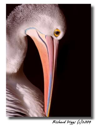 Pink Pelican by Richard Higgs