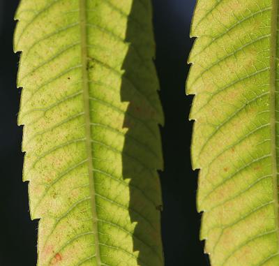 Leaf Edges (*)