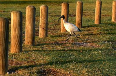 Ibis *