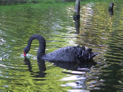 Black Swan at Sunset