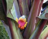 The rare and endangered Red Banana Tree Duck*