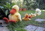 Ducks in the wild*