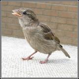 Sparrow