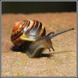 Snail (again)