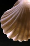 Scallop I *