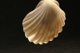 Scallop II *