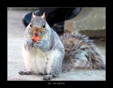 Squirrel(*)