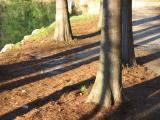 Shadows (*)