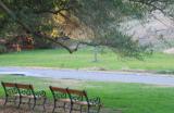 Solitude (*)