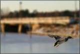 Soar (*)