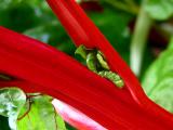 Swiss Chard*