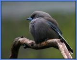 Dusky Wood Swallow *