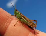 Grasshopper 2nd place